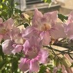 Podranea ricasoliana 花
