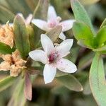 Myoporum parvifolium ᱵᱟᱦᱟ