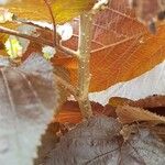 Corylus maxima Corteccia