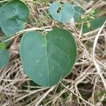 Boerhavia diffusa Leaf