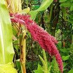 Amaranthus caudatus Blüte
