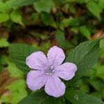 Ruellia geminiflora Flor