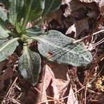 Goodyera pubescens Blatt