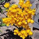 Senna crassiramea Flor