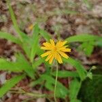 Krigia dandelion Bloem