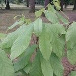 Asimina triloba Fuelha