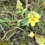 Verbascum phlomoidesBlomma