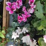 Cyclamen persicumFlower