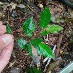 Begonia fruticosa Lehti