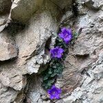 Campanula morettiana ফুল