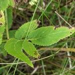 Zizia aurea Leaf