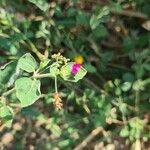 Boerhavia diffusa Leaf