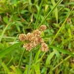 Cyperus luzulae Flower