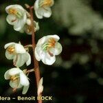 Pyrola rotundifolia Çiçek