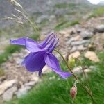 Aquilegia pyrenaica फूल