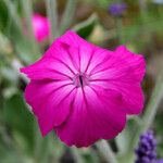 Silene coronaria फूल