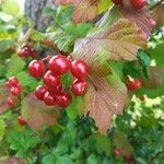 Viburnum opulus ഫലം