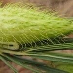 Gomphocarpus fruticosus Flor