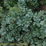 Potentilla valderia Libunga