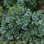 Potentilla valderia Habit