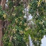 Millingtonia hortensis Otro