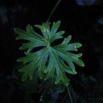 Delphinium emarginatum Leaf