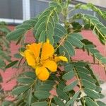 Senna candolleana Λουλούδι