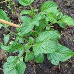 Solanum pimpinellifoliumLehti