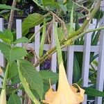 Brugmansia versicolor Žiedas