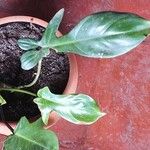 Philodendron panduriforme Лист