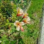 Alstroemeria aurea Квітка