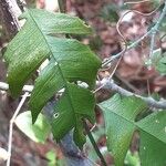 Schlechterina mitostemmatoides Leaf