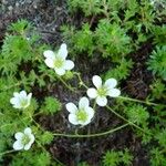 Saxifraga pedemontana অন্যান্য