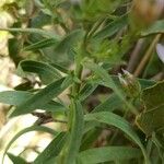 Galatella sedifolia Leaf