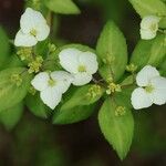 Hydrangea luteovenosaKvět