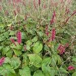 Bistorta amplexicaulis Habit