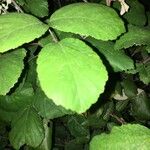 Rubus macrophyllus Blad