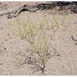 Eriogonum brachyanthum Pokrój