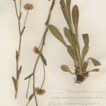 Erigeron atticus आदत