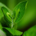 Moehringia trinervia Leaf