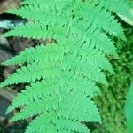 Dryopteris intermedia Hoja
