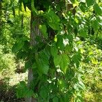 Toxicodendron radicans Ліст