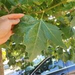 Platanus × hispanicaLeaf