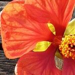 Callianthe picta Flor