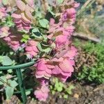 Origanum scabrum Flower