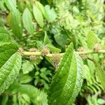 Boehmeria ramiflora Flor