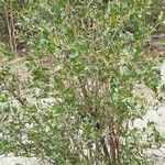Proustia cuneifolia Hábito