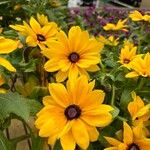 Rudbeckia hirtaFloare