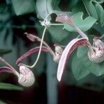 Aristolochia ringens Blomma