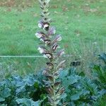 Acanthus hungaricus Habitatea